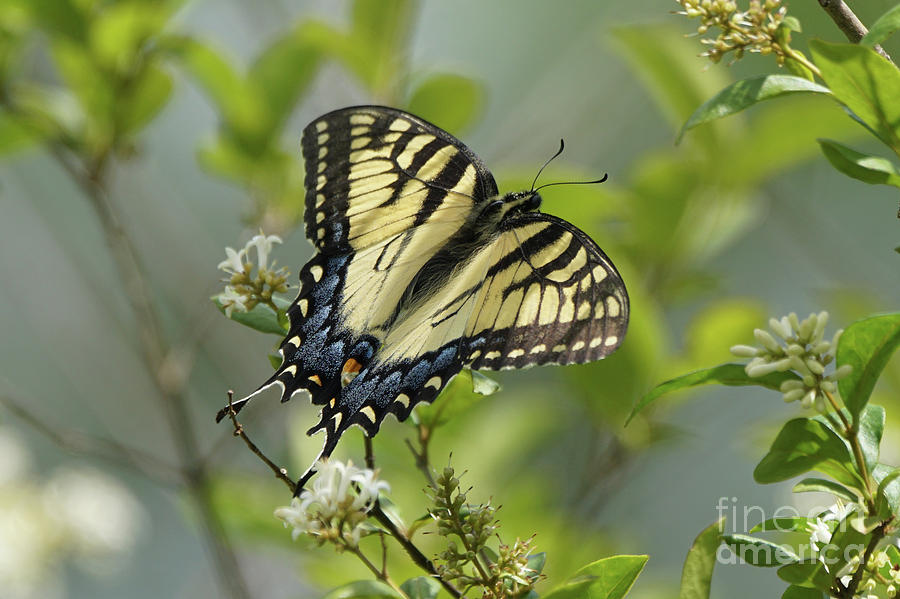 Tiger Swallowtail Butterfly in the Privet 2 Photograph by Robert E Alter Reflections of Infinity