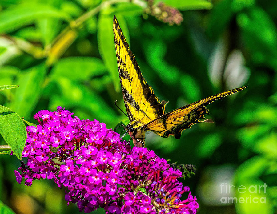 Tiger Swallowtail Butterfly in the Garden Photograph by Nick Zelinsky Jr