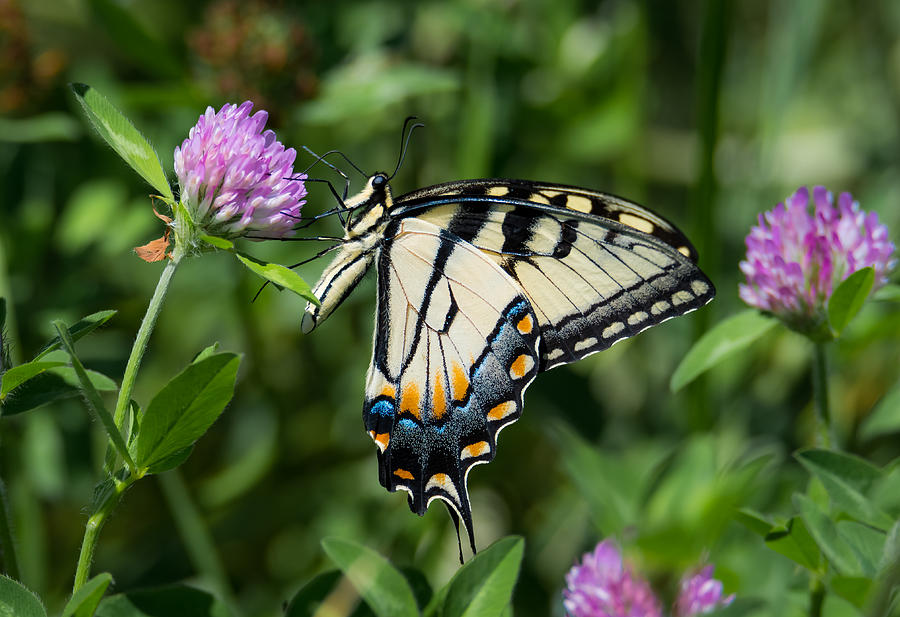 Tiger Swallowtail Butterfly  Photograph by Holden The Moment