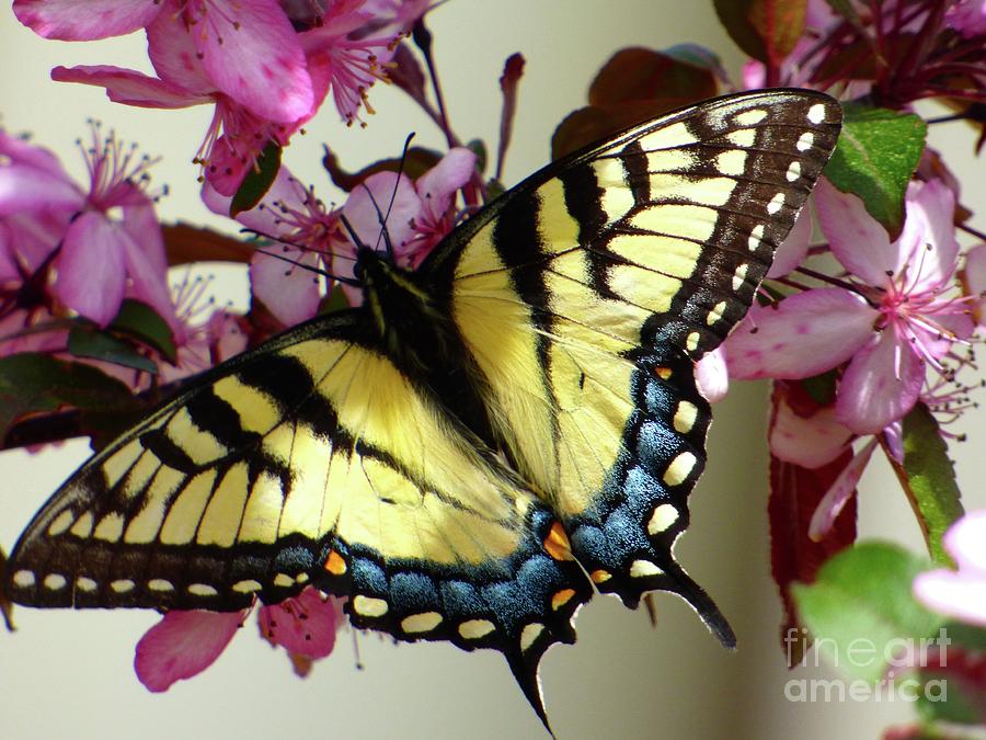 Tiger Swallowtail Butterfly Photograph by Jean Wright