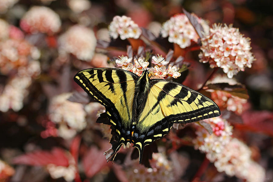 Tiger Swallowtail Butterfly Photograph by Jennie Marie Schell