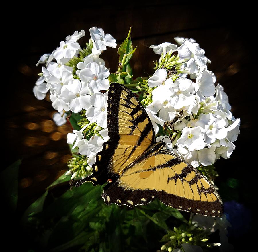 Tiger Swallowtail Butterfly Photograph by Joe Duket