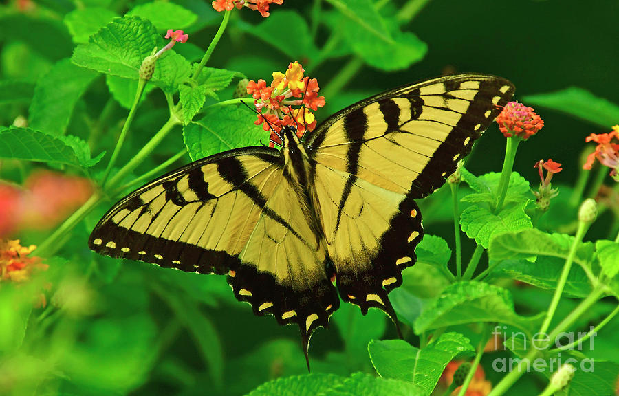 Tiger Swallowtail Butterfly Photograph by Kathy Baccari