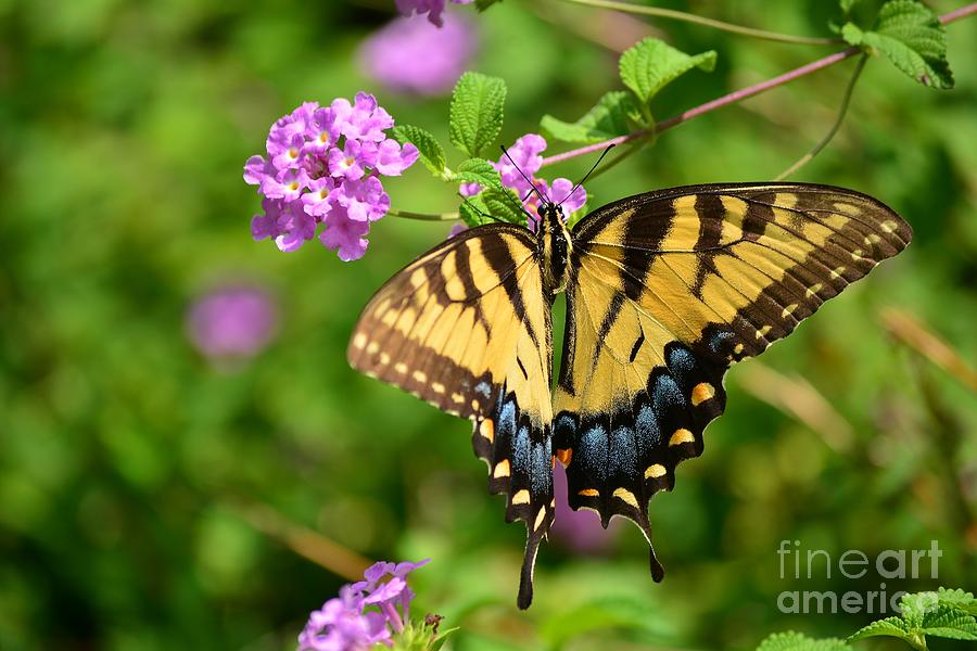 Tiger Swallowtail Butterfly Photograph by Kelly Nowak