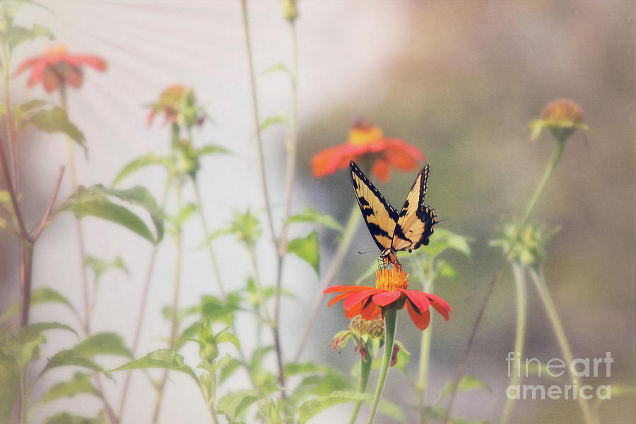 Tiger Swallowtail Butterfly, Misty Morning Photograph by Sharon McConnell