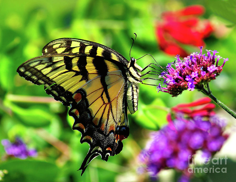 Tiger Swallowtail Butterfly Photograph by Nick Zelinsky Jr