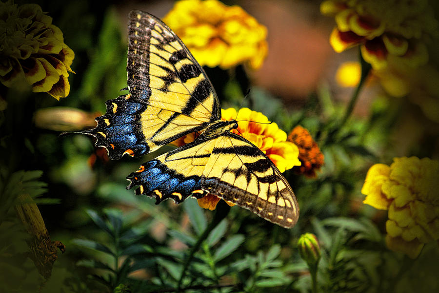 Tiger Swallowtail Butterfly Photograph by Ola Allen