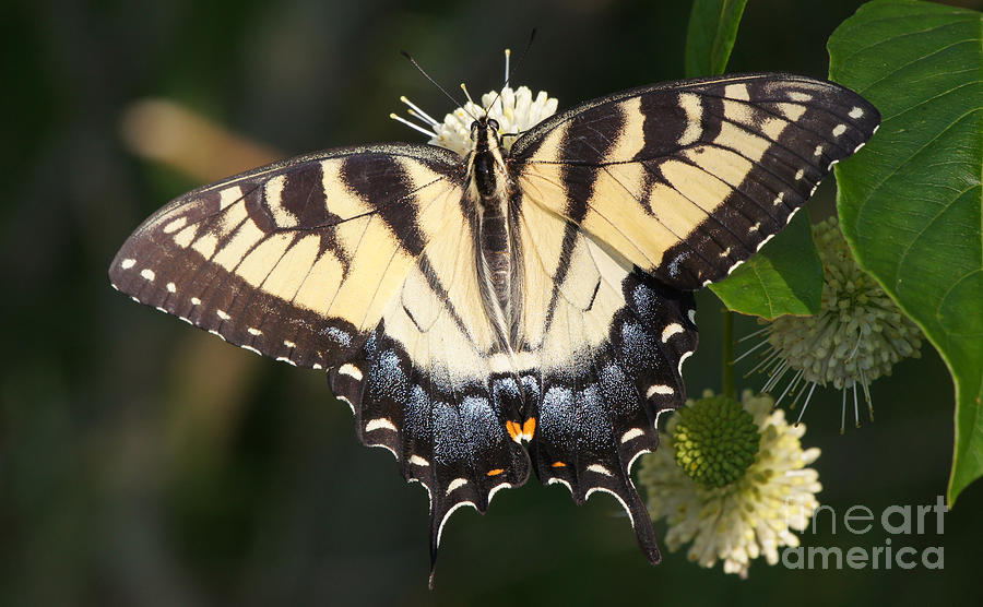 Tiger Swallowtail Butterfly on Button Bush Photograph by Robert E Alter Reflections of Infinity