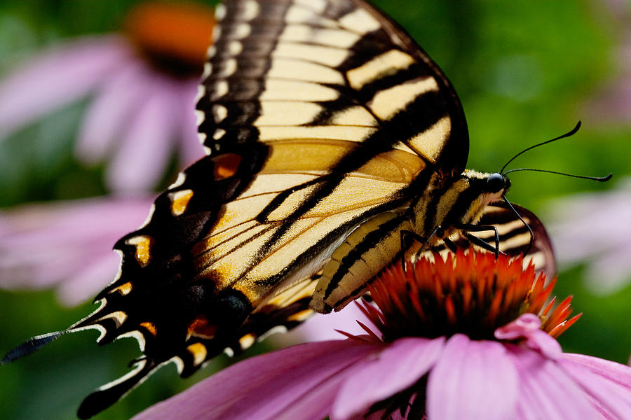 Tiger Swallowtail Butterfly on Coneflower Photograph by Jane Melgaard