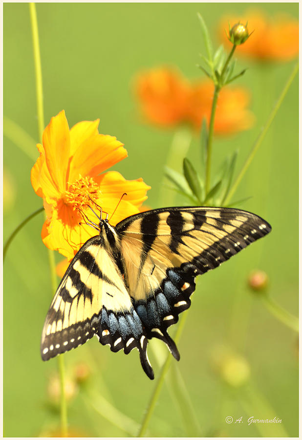 Tiger Swallowtail Butterfly on Cosmos Flower Photograph by A Macarthur Gurmankin