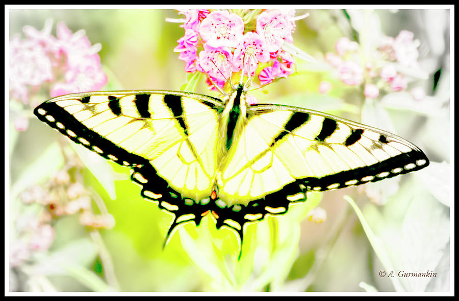 Tiger Swallowtail Butterfly on Milkweed Flowers Photograph by A Macarthur Gurmankin