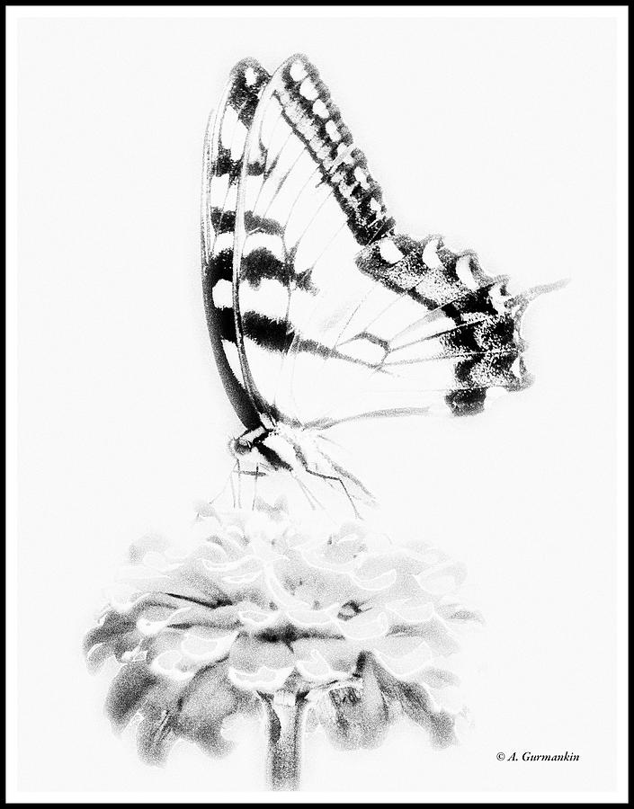 Tiger Swallowtail Butterfly on Zinnia Digital Art by A Macarthur Gurmankin