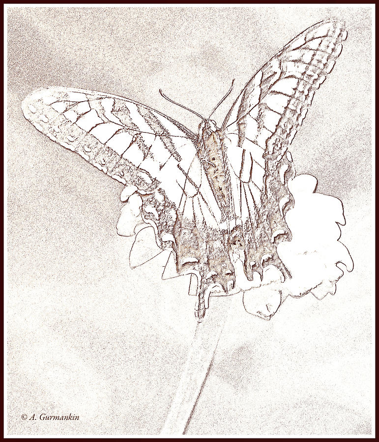 Tiger Swallowtail Butterfly on Zinnia Poster Image Digital Art by A Macarthur Gurmankin