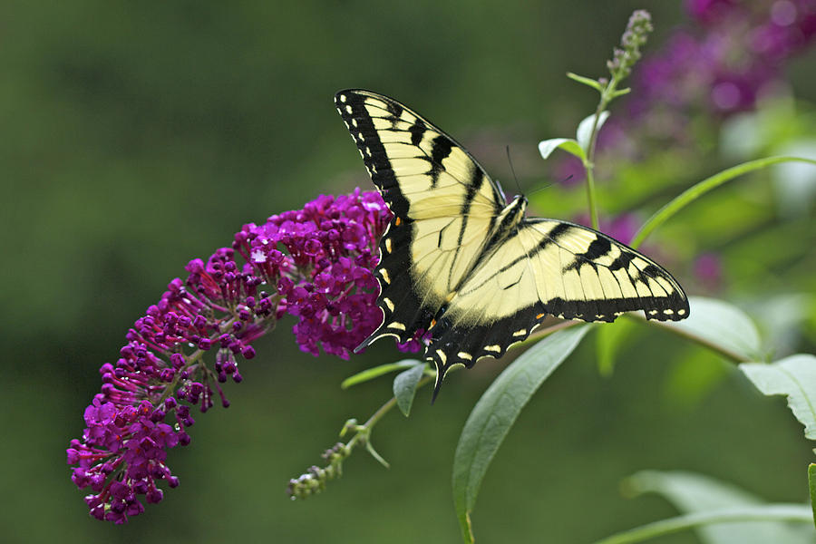 Tiger Swallowtail Butterfly - Papilio glaucus Photograph by Carol Senske