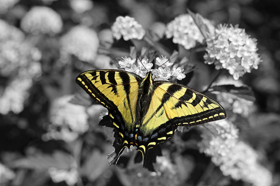 Tiger Swallowtail Butterfly Selective Color Photograph by Jennie Marie Schell