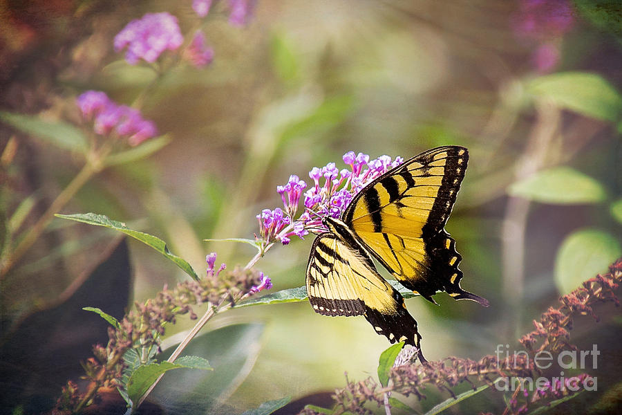 Tiger Swallowtail Butterfly Photograph by Sharon McConnell