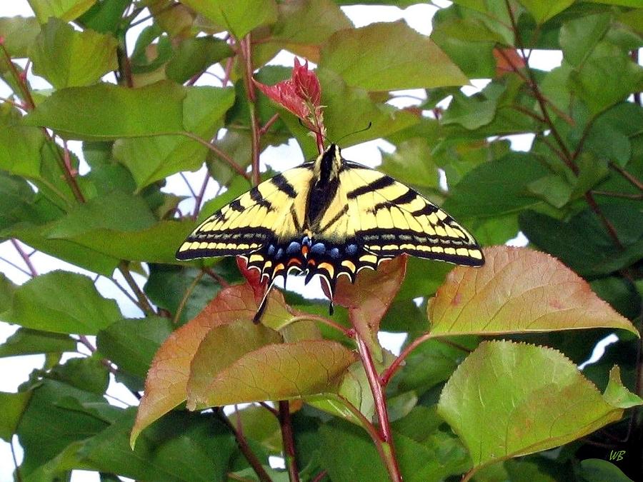 Tiger Swallowtail Butterfly Photograph by Will Borden
