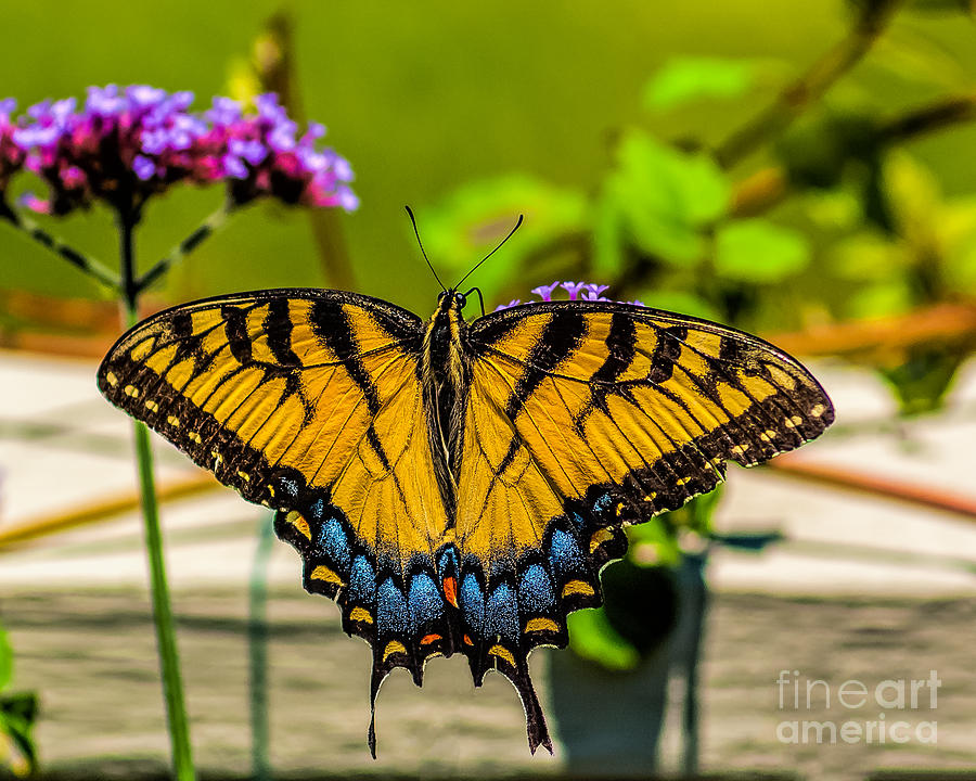 Tiger Swallowtail Butterfly by Fence Photograph by Nick Zelinsky Jr
