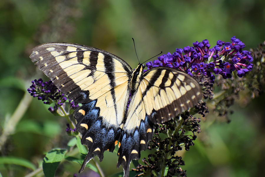 Tiger Swallowtail Photograph by Dennis Love - Fine Art America