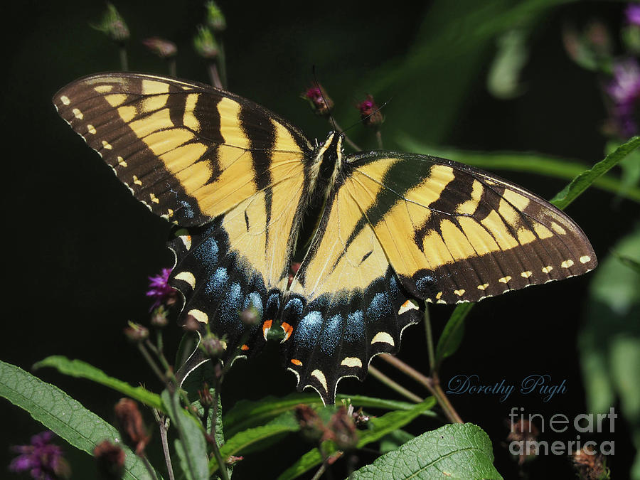 Tiger Swallowtail Photograph by Dorothy Pugh
