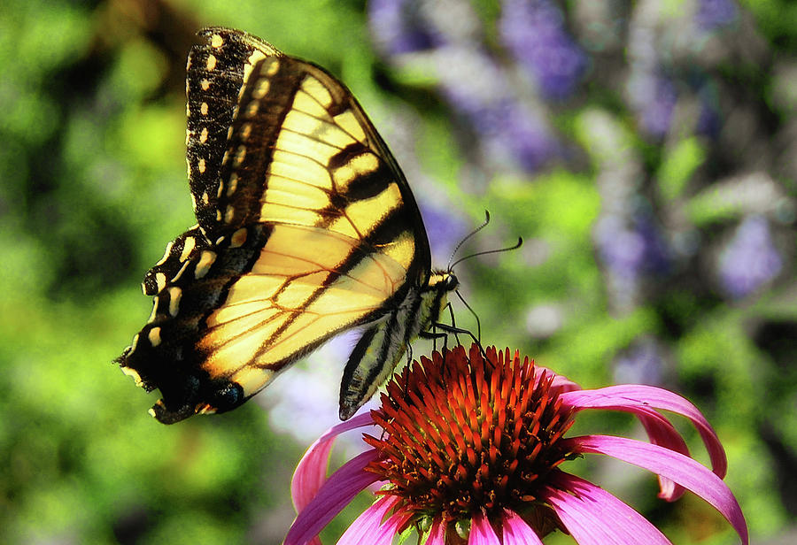 Tiger Swallowtail Photograph by Elaine Manley