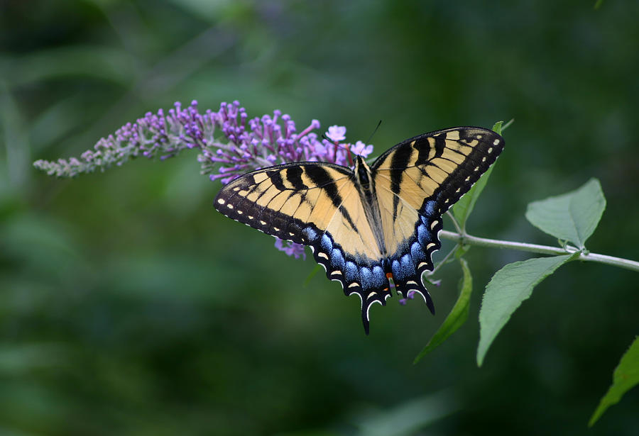 Tiger Swallowtail Female on Butterfly Bush Flowers Photograph by Robert E Alter Reflections of Infinity
