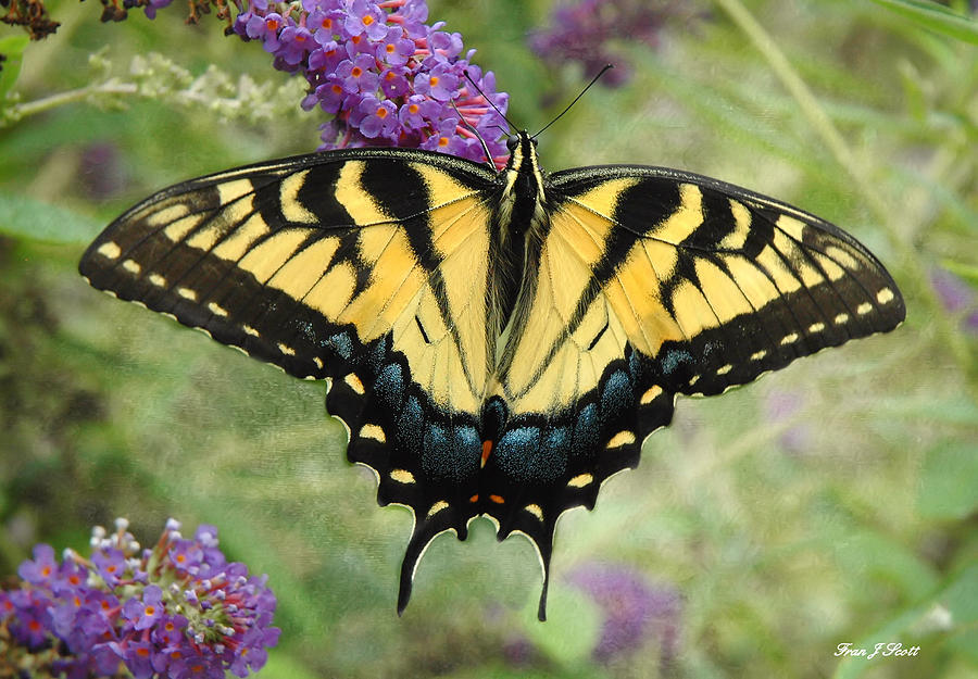 Tiger Swallowtail Photograph by Fran J Scott