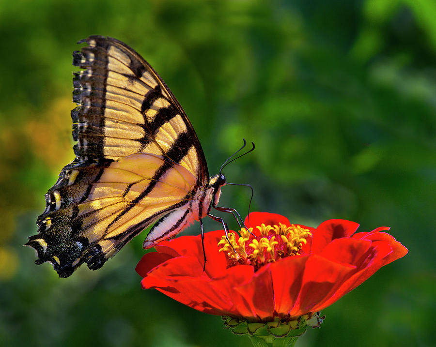 Tiger Swallowtail Photograph by Jamieson Brown
