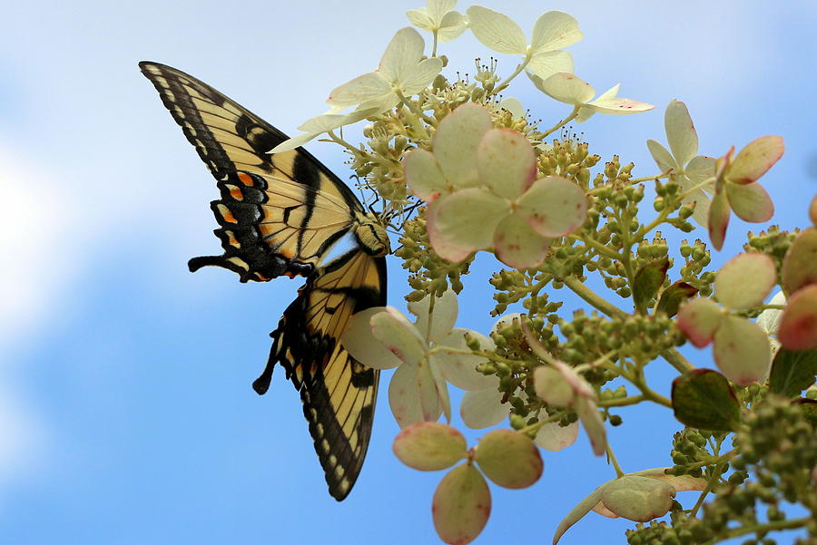 Tiger Swallowtail Photograph by Joseph Skompski