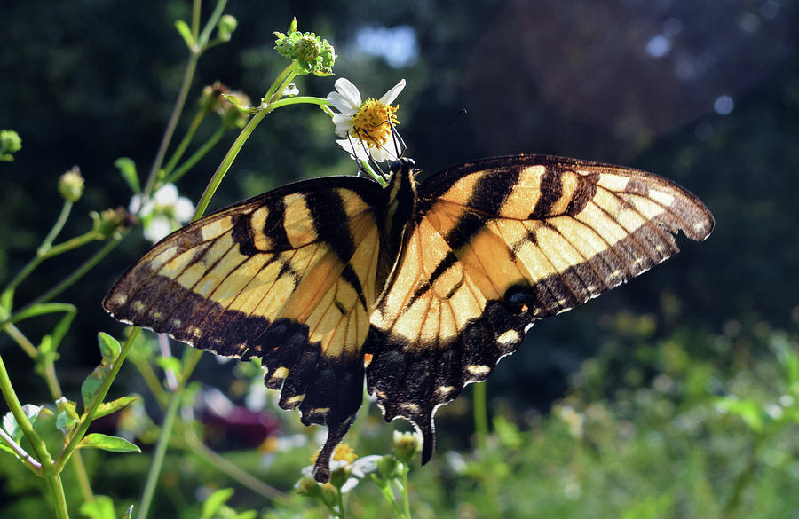 Tiger Swallowtail Photograph by Larah McElroy