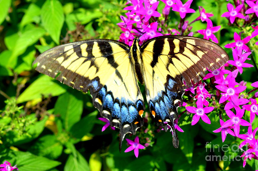 Butterfly Photograph - Tiger Swallowtail by Lew Davis