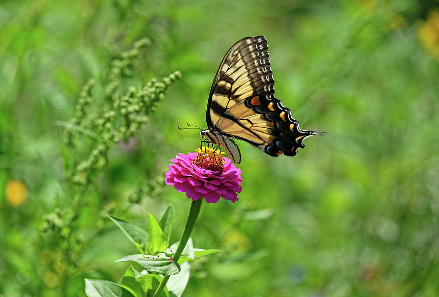Tiger Swallowtail lights on flower Photograph by Ronda Ryan