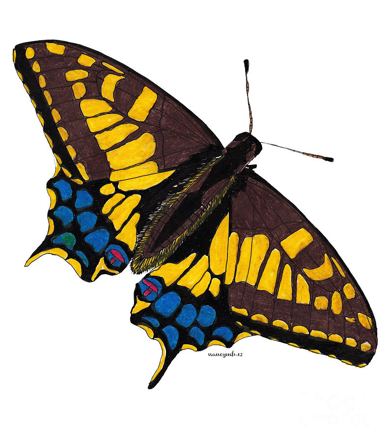 Tiger Swallowtail Drawing by Nancy Mergybrower