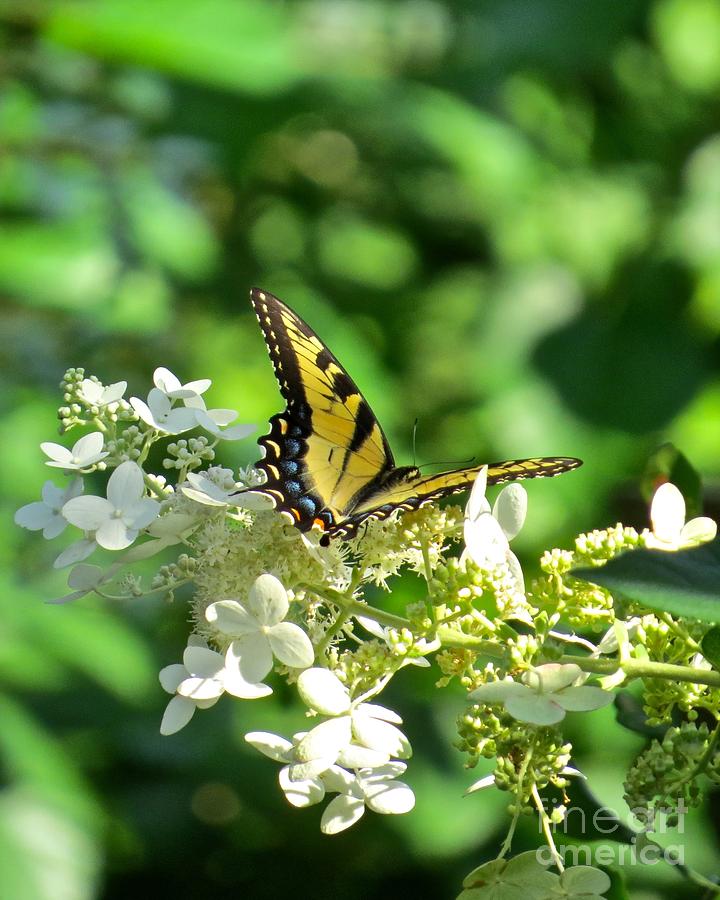Tiger Swallowtail  Photograph by Nancy Patterson