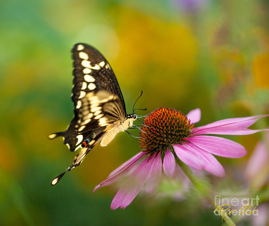 Tiger Swallowtail on Cone Flower Photograph by Rikk Flohr