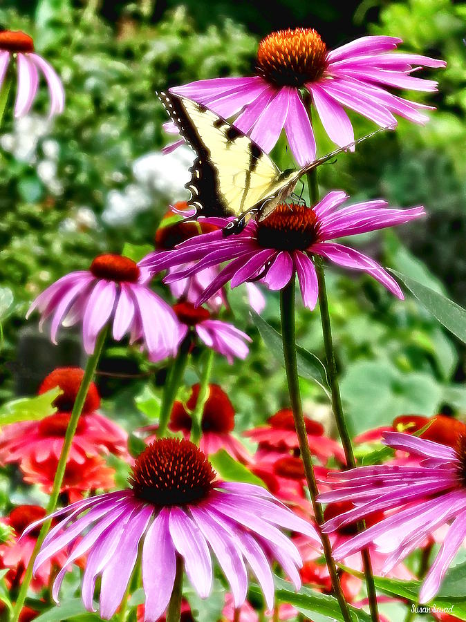 Tiger Swallowtail on Coneflower Photograph by Susan Savad