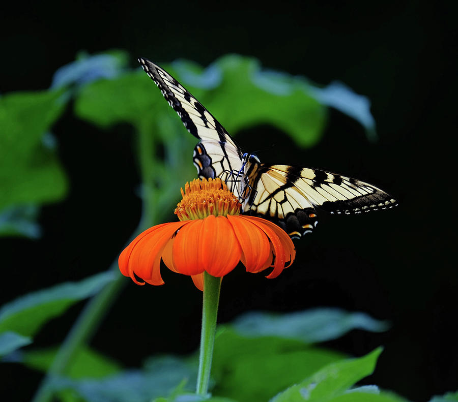 Tiger Swallowtail on flower Photograph by Ronda Ryan