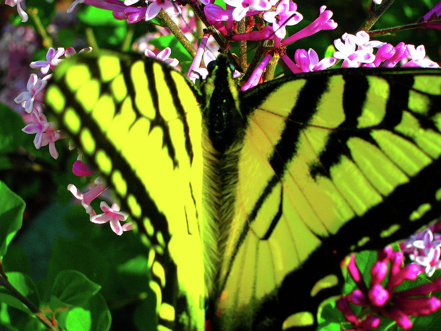 Tiger Swallowtail on Lilac Photograph by Randy Rosenberger