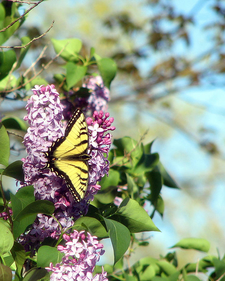 Tiger Swallowtail on Lilacs Photograph by George Jones