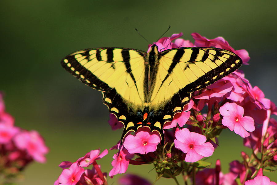 Tiger Swallowtail on Phlox Photograph by John Burk