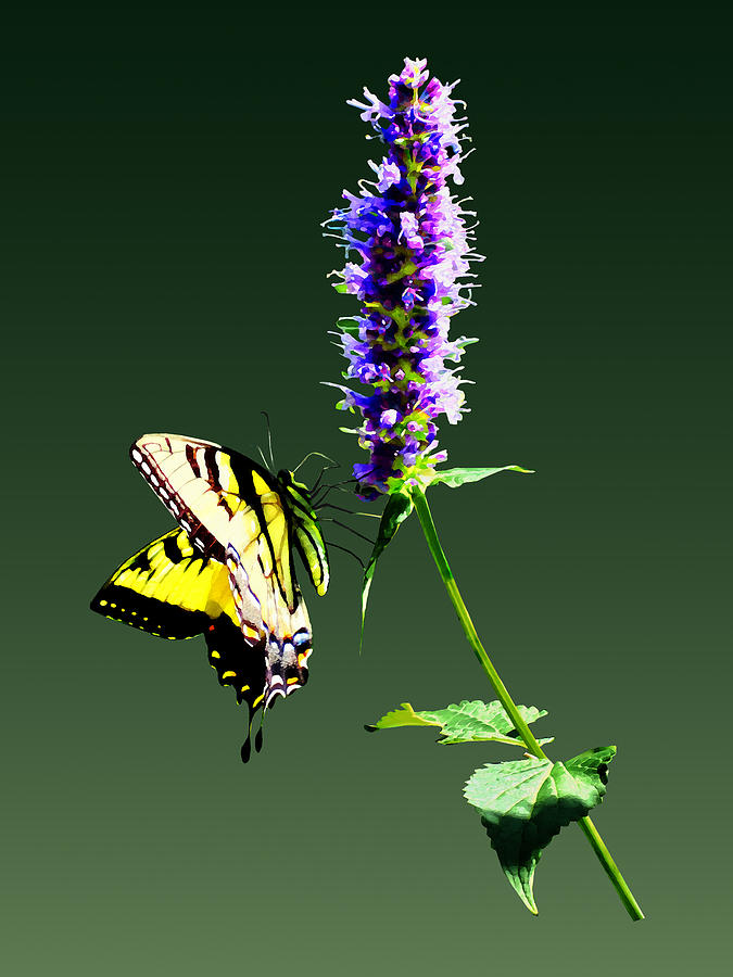 Butterfly Photograph - Tiger Swallowtail on Purple Salvia by Susan Savad