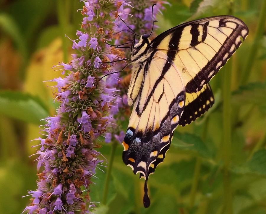 Butterfly Photograph - Tiger Swallowtail On Single Spike Blooms         Indiana       Summer by Rory Cubel