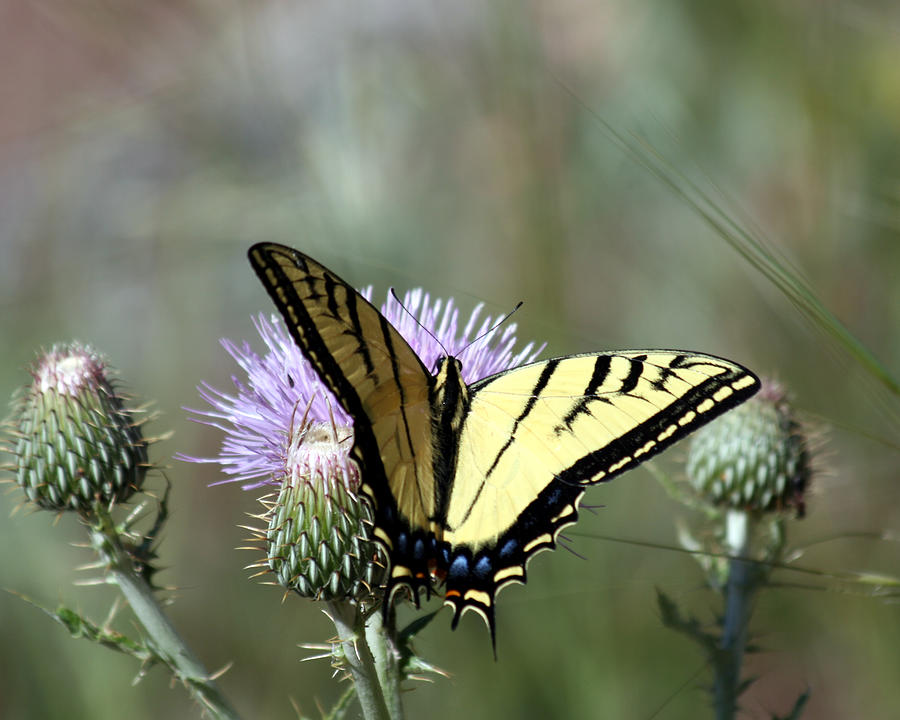 Tiger Swallowtail on Thistle 1 Photograph by George Jones