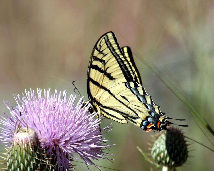 Tiger Swallowtail on Thistle 2 Photograph by George Jones
