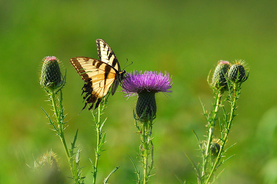 Tiger Swallowtail on Thistle Photograph by Alan Lenk