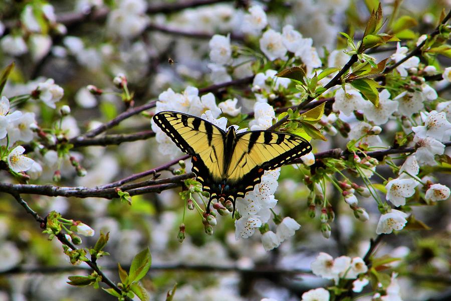 Tiger Swallowtail on Wild Cherry Photograph by Kathryn Meyer - Pixels