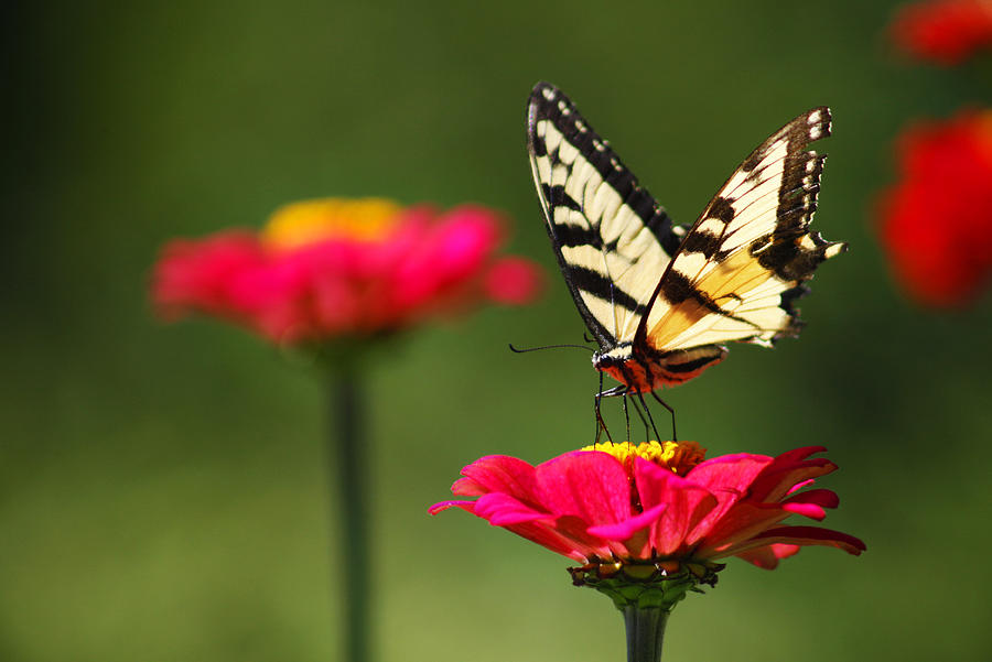 Tiger Swallowtail on Zinnia Photograph by Amy Jackson - Fine Art America