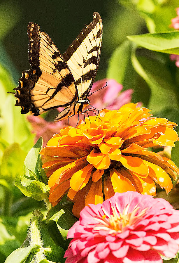 Tiger Swallowtail on Zinnia Photograph by William Jobes