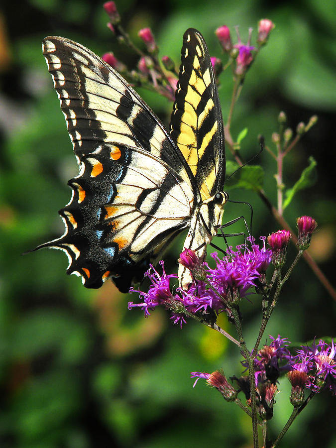 Tiger Swallowtail Photograph by Peggy Urban
