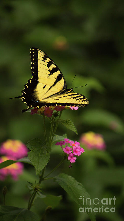 Tiger Swallowtail Photograph by Sandra Clark
